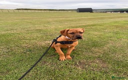 Mixed Breed dogs for sale: 6 month old female ridgeback mastiff cross. - Image 3