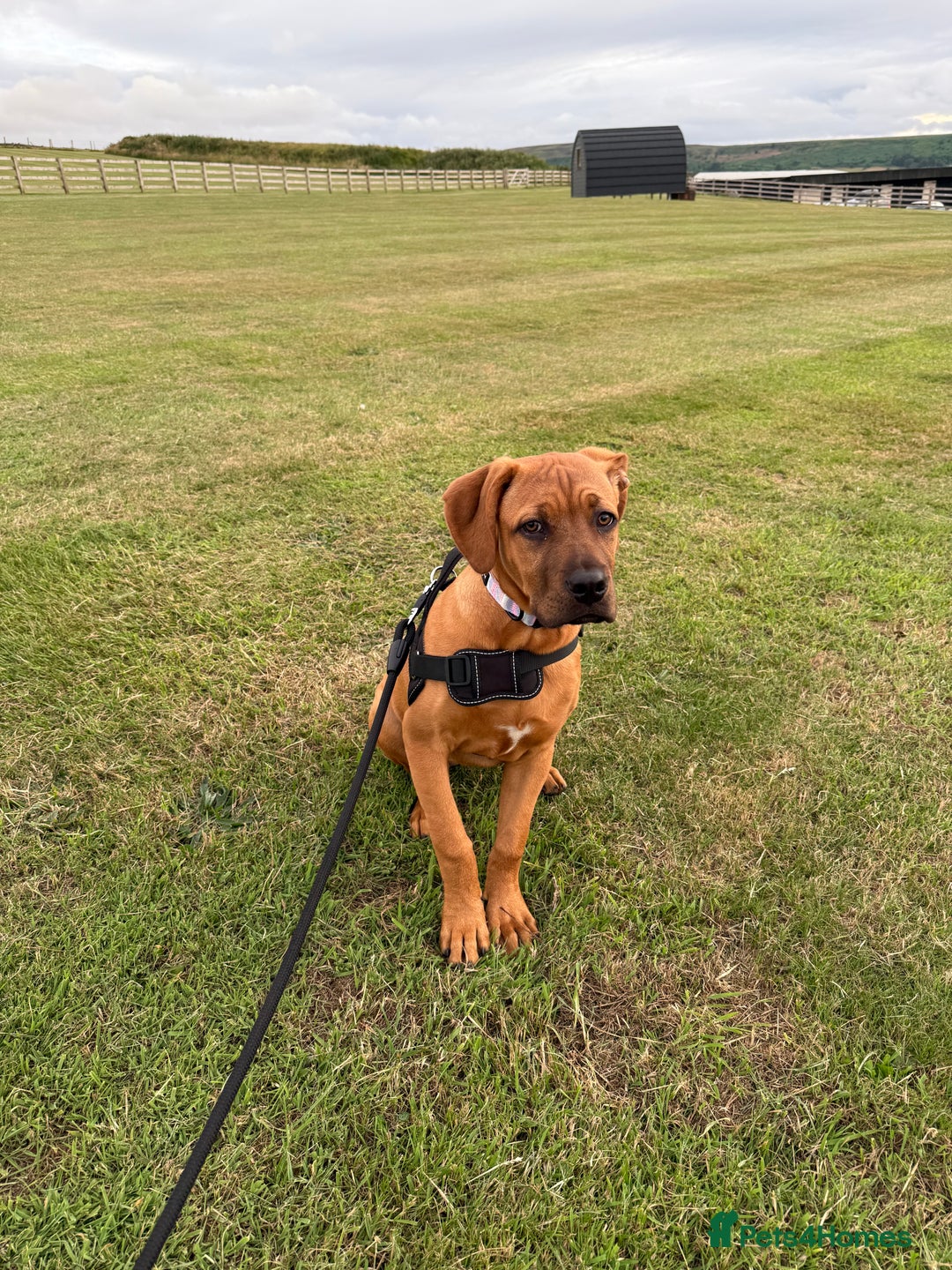 Mixed Breed dogs for sale: 6 month old female ridgeback mastiff cross. - Image 3