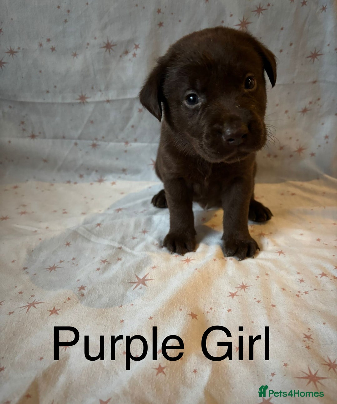 Labrador Retriever dogs for sale: Beautiful KC Chocolate Labrador Retriever puppies - Advert 2