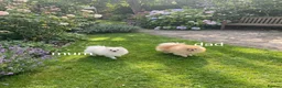 Pomeranian dogs for sale: Beautiful pomeranian Teddy bears boys  - Advert 2