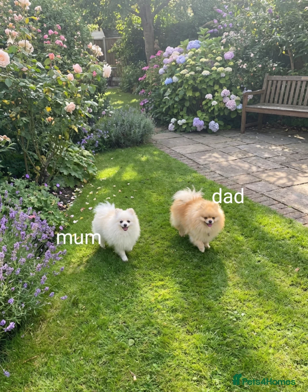 Pomeranian dogs for sale: Beautiful pomeranian Teddy bears boys  - Advert 2
