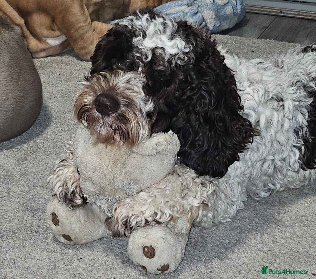 Cockapoo dogs for sale: Cockapoo puppies - Image 3
