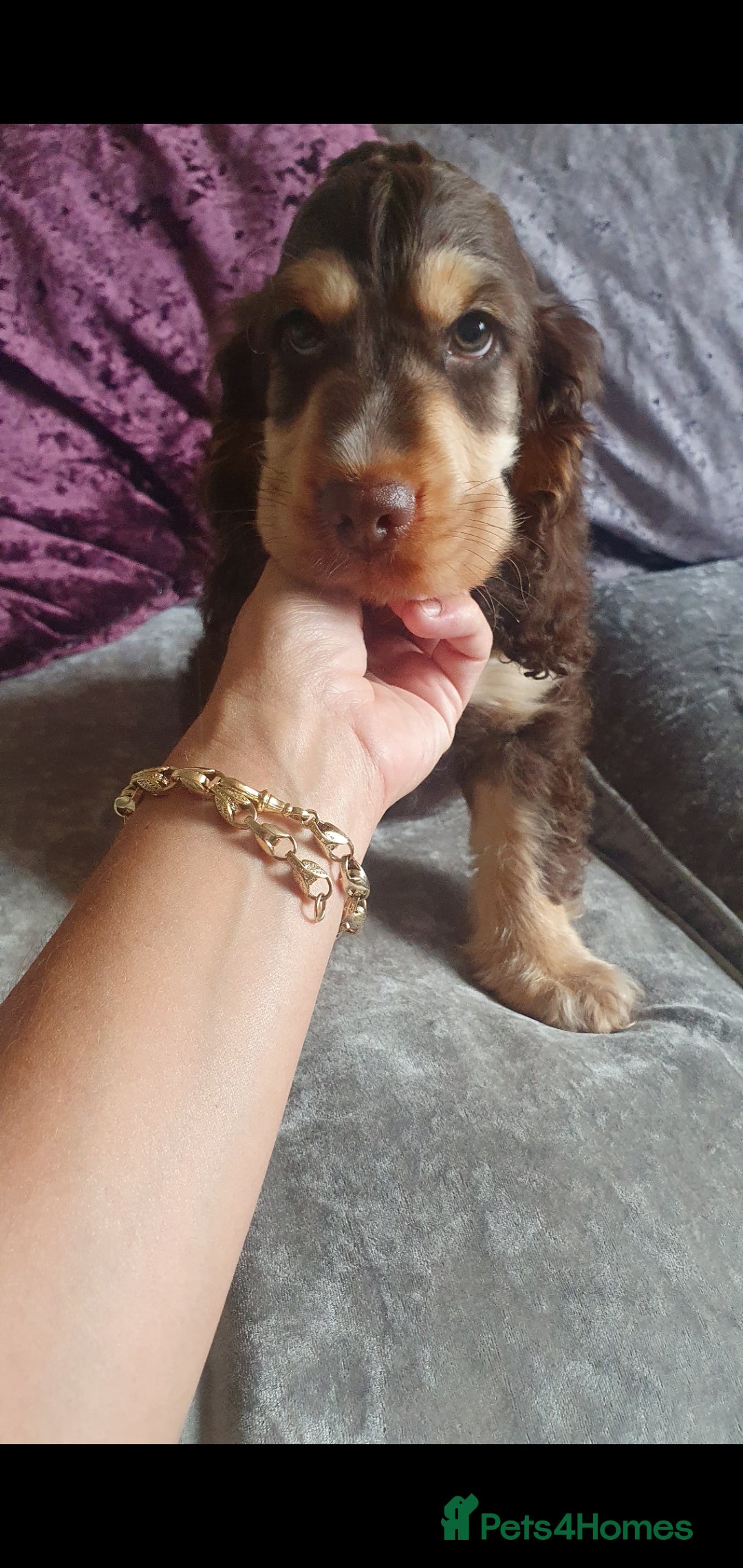Cocker Spaniel dogs for stud: Chocolate Roan stud - Image 10