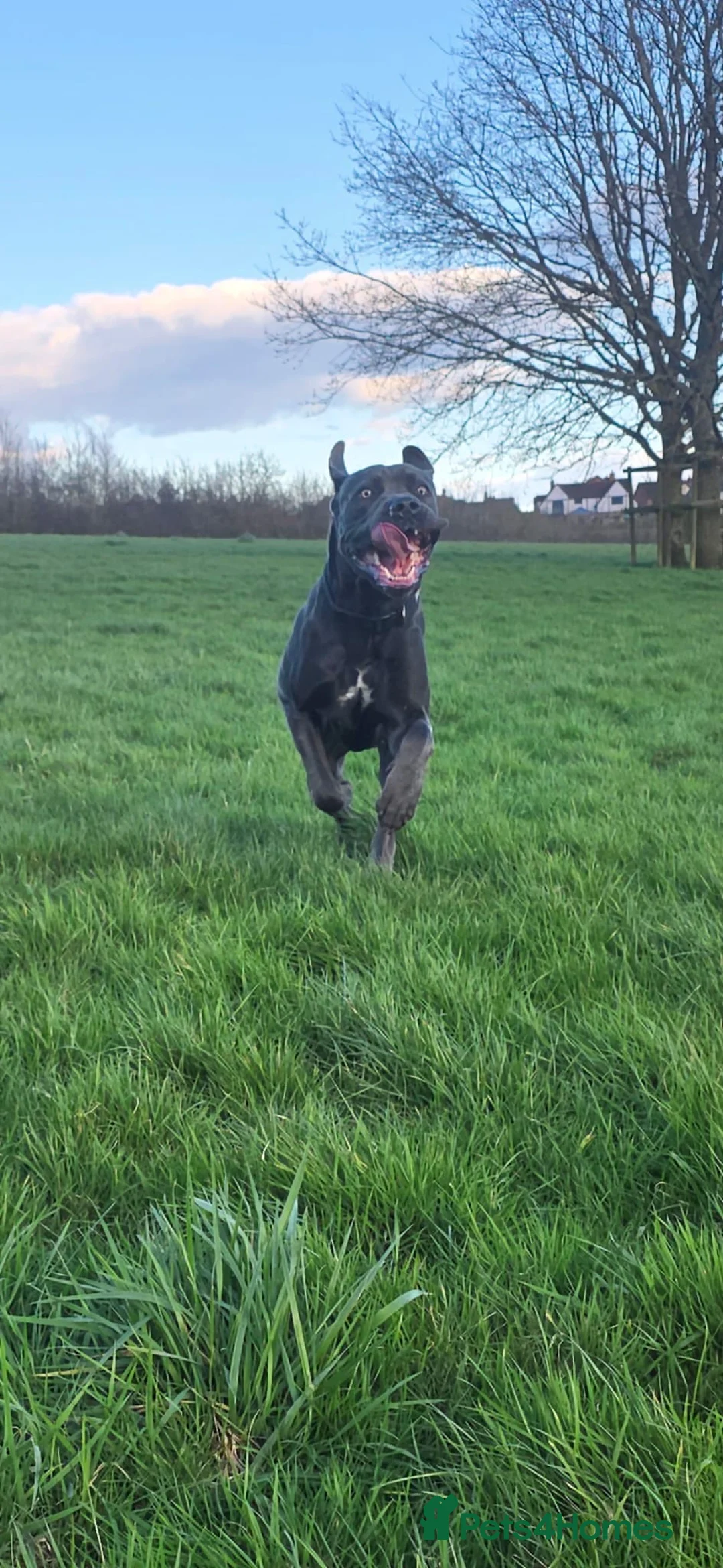 Cane Corso dogs for sale: Reggie  in Exeter - Advert 1
