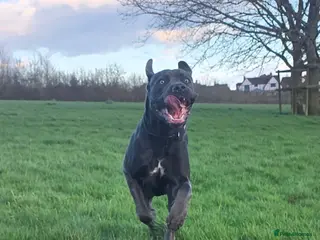 Cane Corso dogs Reggie - Advert 1