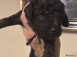 Mixed Breed dogs - Advert 1