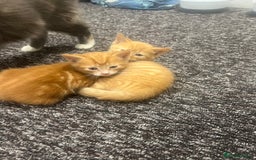 Mixed Breed cats for sale: Sweet ginger girls  - Image 7