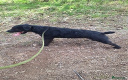 Patterdale Terrier dogs for sale: Patterdale for sale - Advert 1