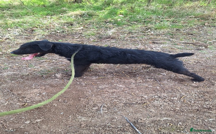 Patterdale Terrier dogs Patterdale for sale - Advert 9