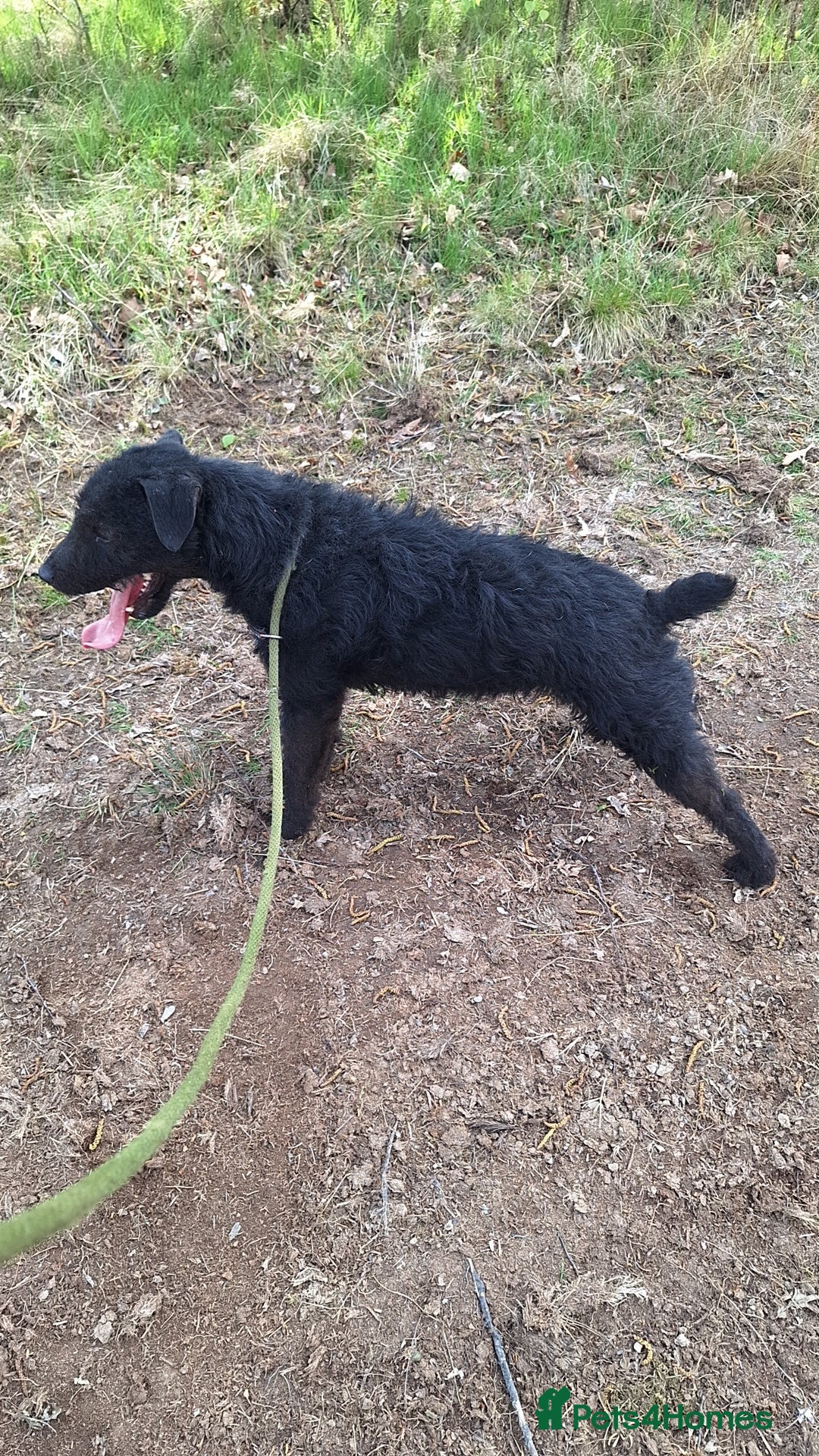 Patterdale Terrier dogs for sale: Patterdale for sale - Advert 1