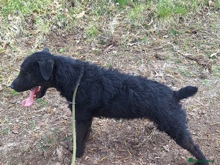 Patterdale Terrier dogs for sale: Patterdale for sale - Advert 1