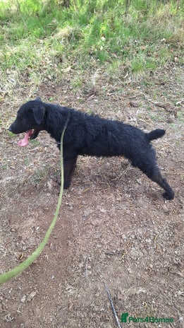 Patterdale Terrier dogs Patterdale for sale - Advert 1