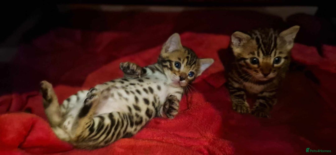 Bengal cats for sale: Amazing Bengal kittens 🥰 last boy left ❤️ in Corby - Image 8