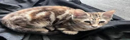 Mixed Breed cats for sale: 7 Stunning Mixed Breed Turkish Angora kittens - Advert 15