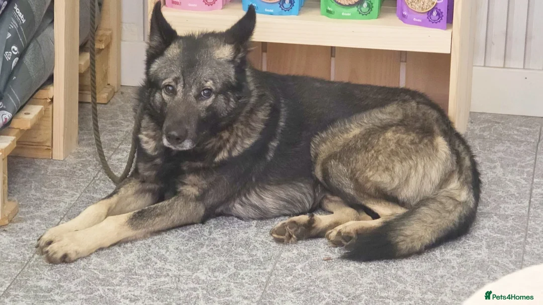 Mixed Breed dogs for adoption: Lobito in Alfreton - Advert 5