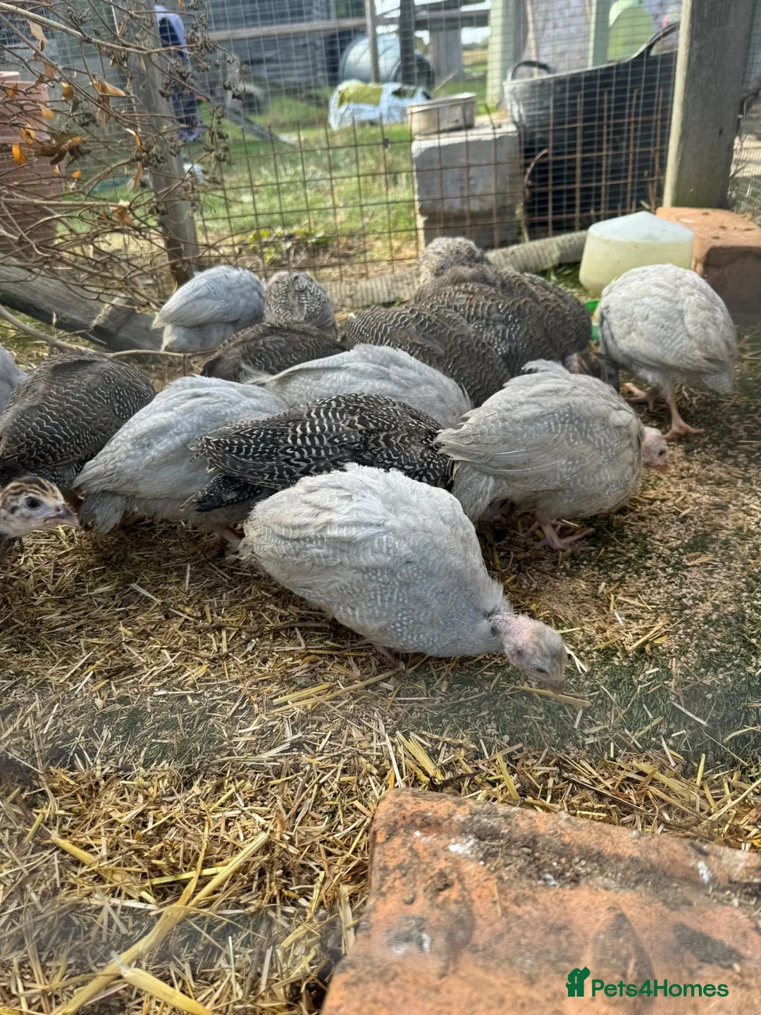 Guinea Fowl poultry for sale: Young Guinea Fowl - Advert 2