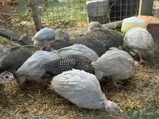 Guinea Fowl poultry for sale: Young Guinea Fowl - Advert 2