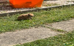 Angora rabbits for sale: 2 male rabbits  - Image 8