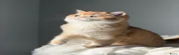 British Shorthair cats for sale: Teddy Bear 🧸 British Shorthair Golden kittens  - Advert 24