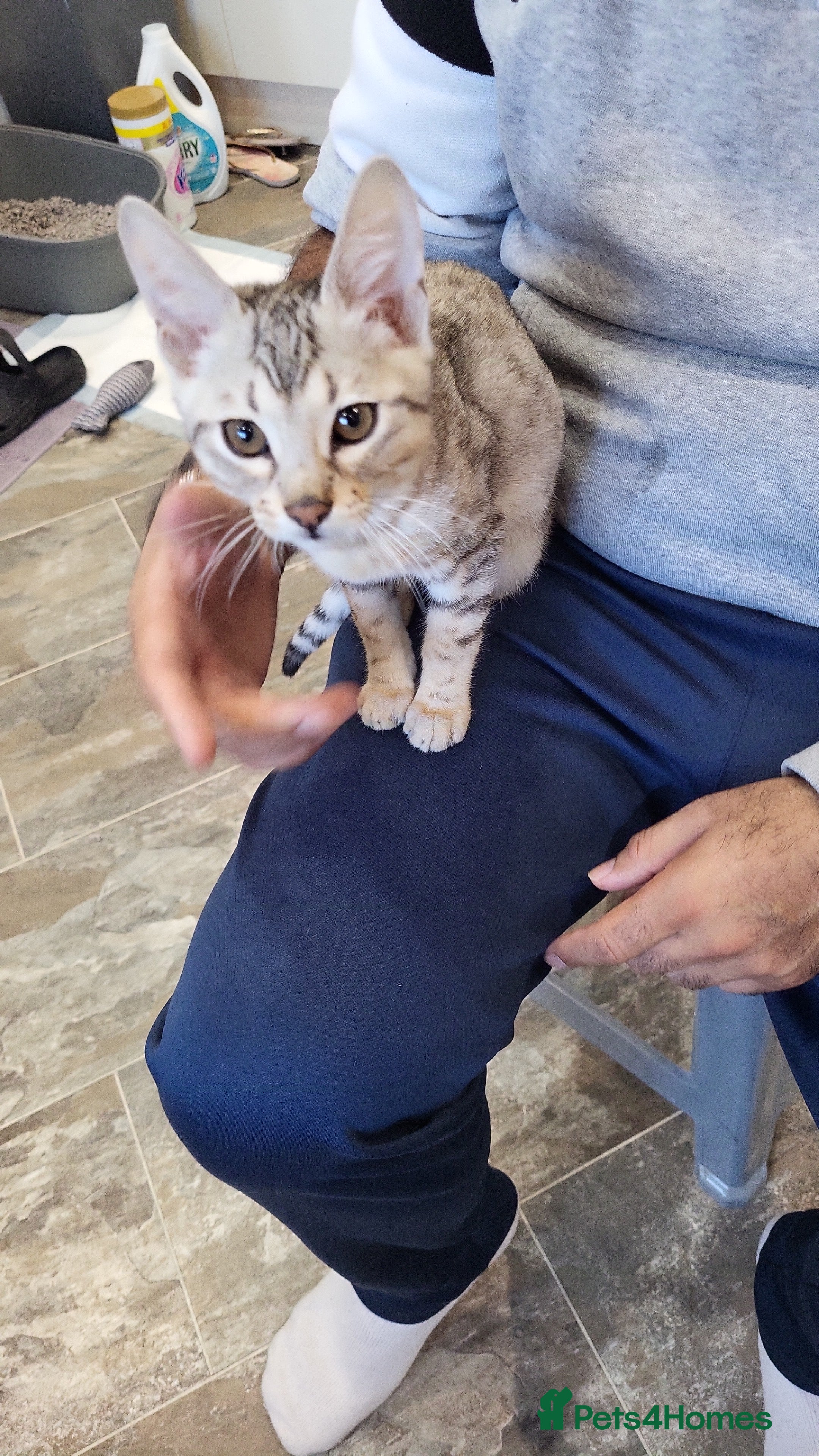 Mixed Breed cats Bengal and Savannah cross breed - Advert 13