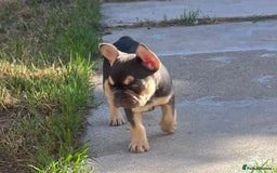 French Bulldog dogs for sale: French bulldog puppy  - Image 1