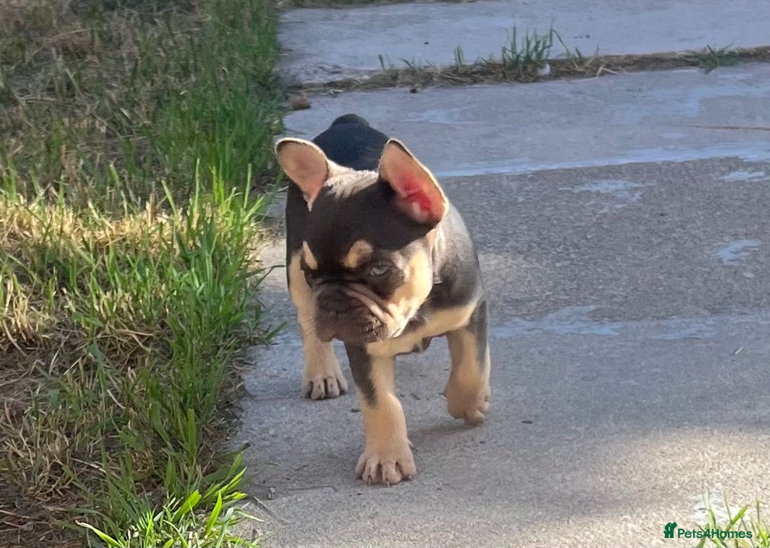 French Bulldog dogs for sale: French bulldog puppy  - Image 1