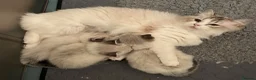 Ragdoll cats for sale: Outstanding GCCF Seal Lynx Ragdoll Kittens 🐾 - Advert 28