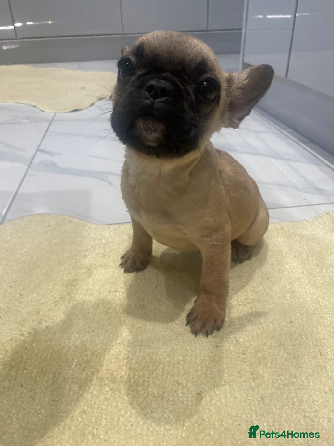 French Bulldog dogs for sale: Ready now!!! Reduce in price  - Advert 18