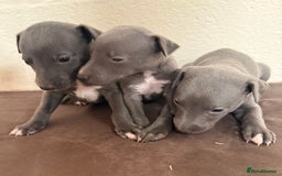 Whippet dogs for sale: 	“KC Reg Blue Boy's  – Absolutely Adorable!” - Image 11