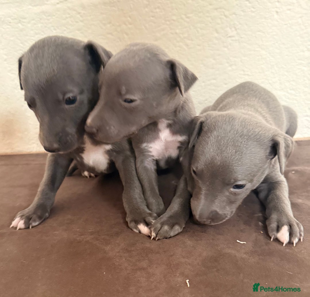 Whippet dogs for sale: 	“KC Reg Blue Boy's  – Absolutely Adorable!” - Image 11