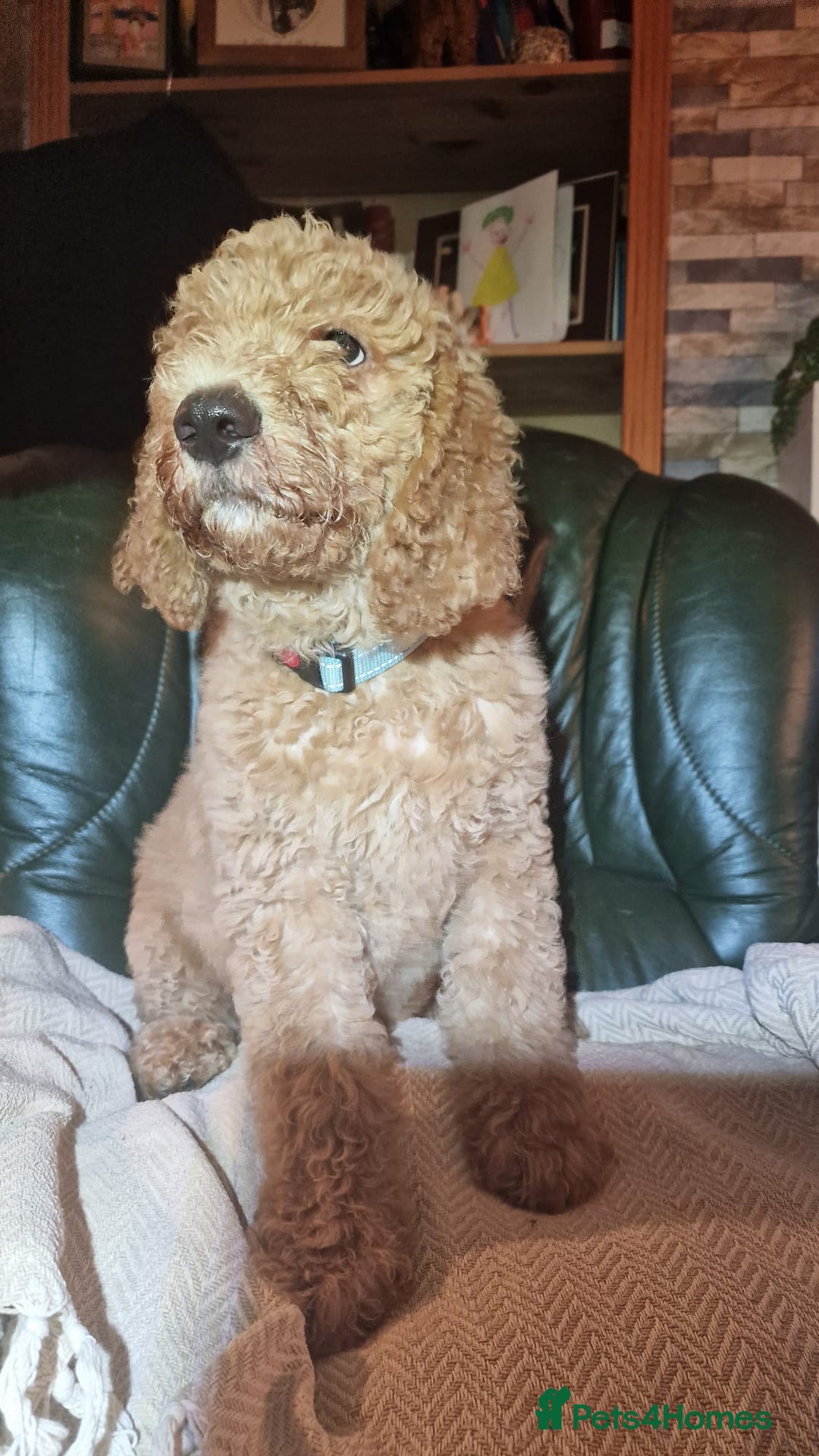 Labradoodle dogs for sale: Labradoodle f1b pups, 1 male, 1 female, stunning. - Advert 4