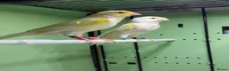 Canaries birds for sale: 2 pairs of yellow mosaic in Birmingham - Advert 2