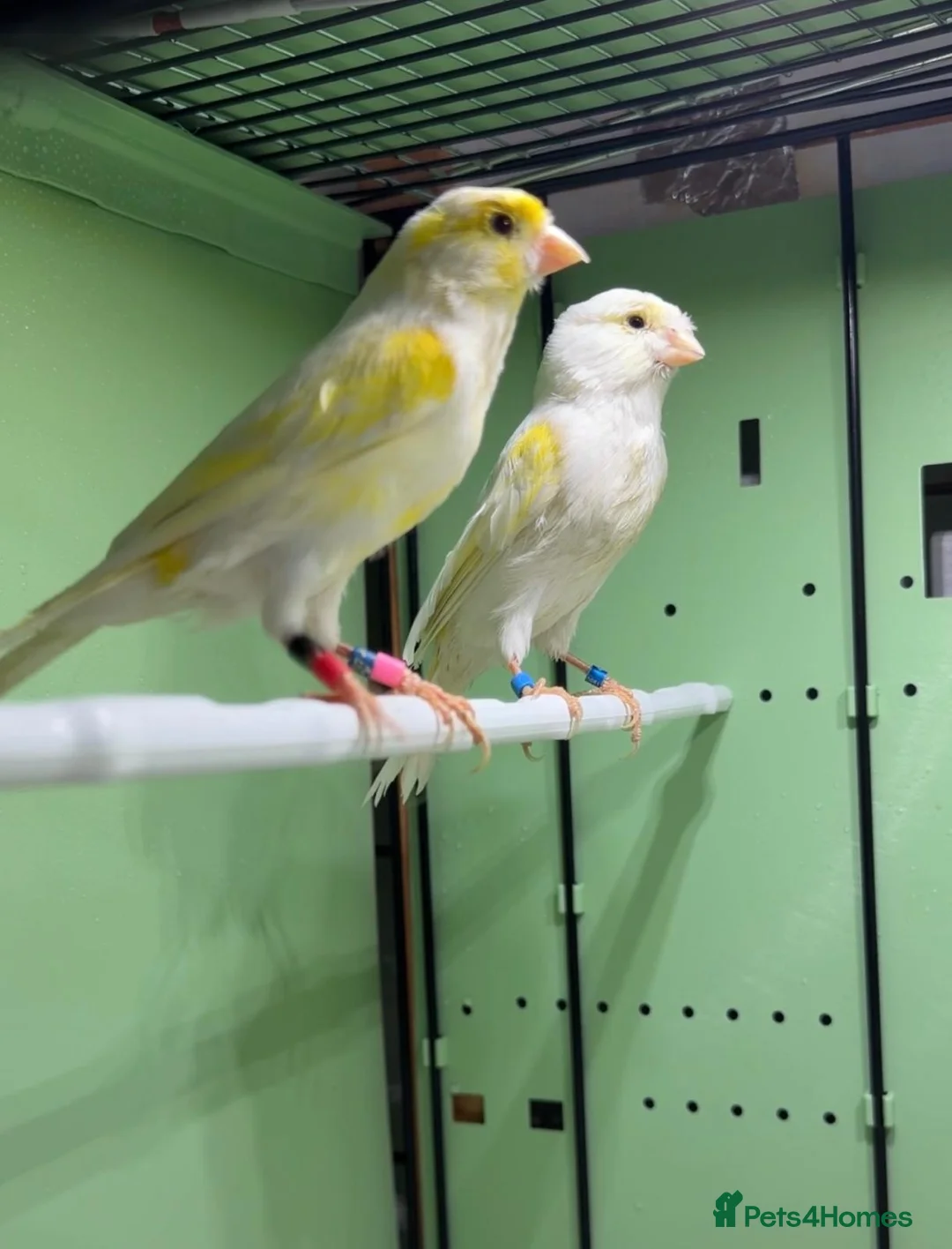 Canaries birds for sale: 2 pairs of yellow mosaic in Birmingham - Advert 2