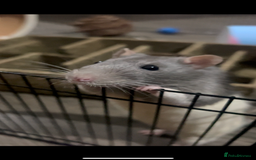Rat rodents for sale: Adorable Male Rats Looking for a Loving Home - Image 4
