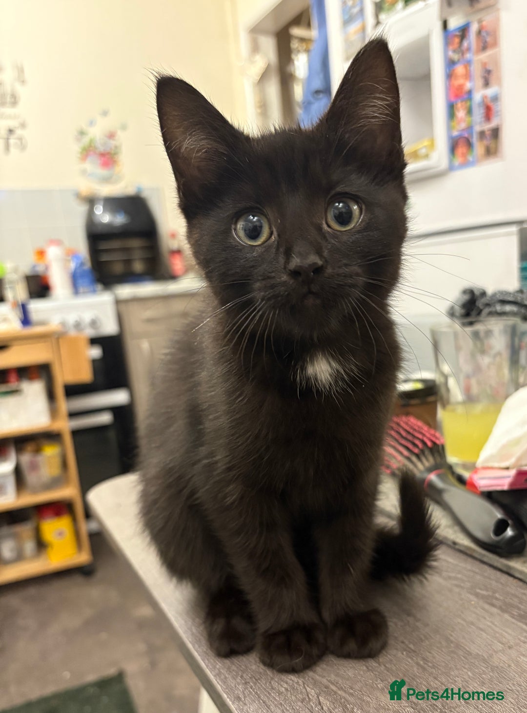 Mixed Breed cats for sale: Mixed kittens  - Image 7