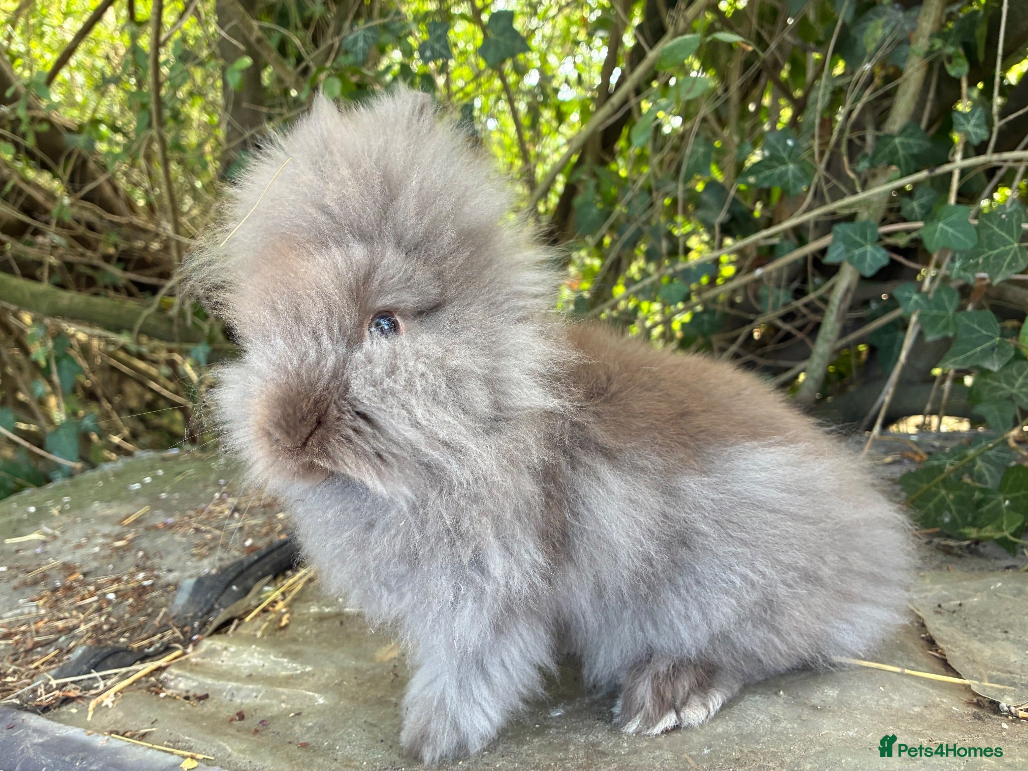 Lionhead rabbits 1 fluffy lionhead baby - Advert 9
