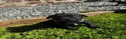Staffordshire Bull Terrier dogs for stud: PROVEN KENZDUO PENNE   CALL NAME ZEUS - Advert 10