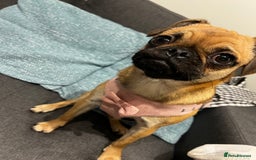 Mixed Breed dogs for sale: Jug for sale - Image 16
