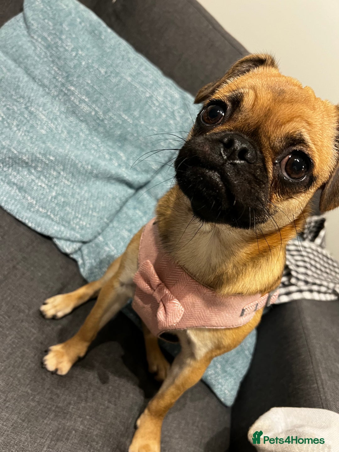 Mixed Breed dogs for sale: Jug for sale - Image 16
