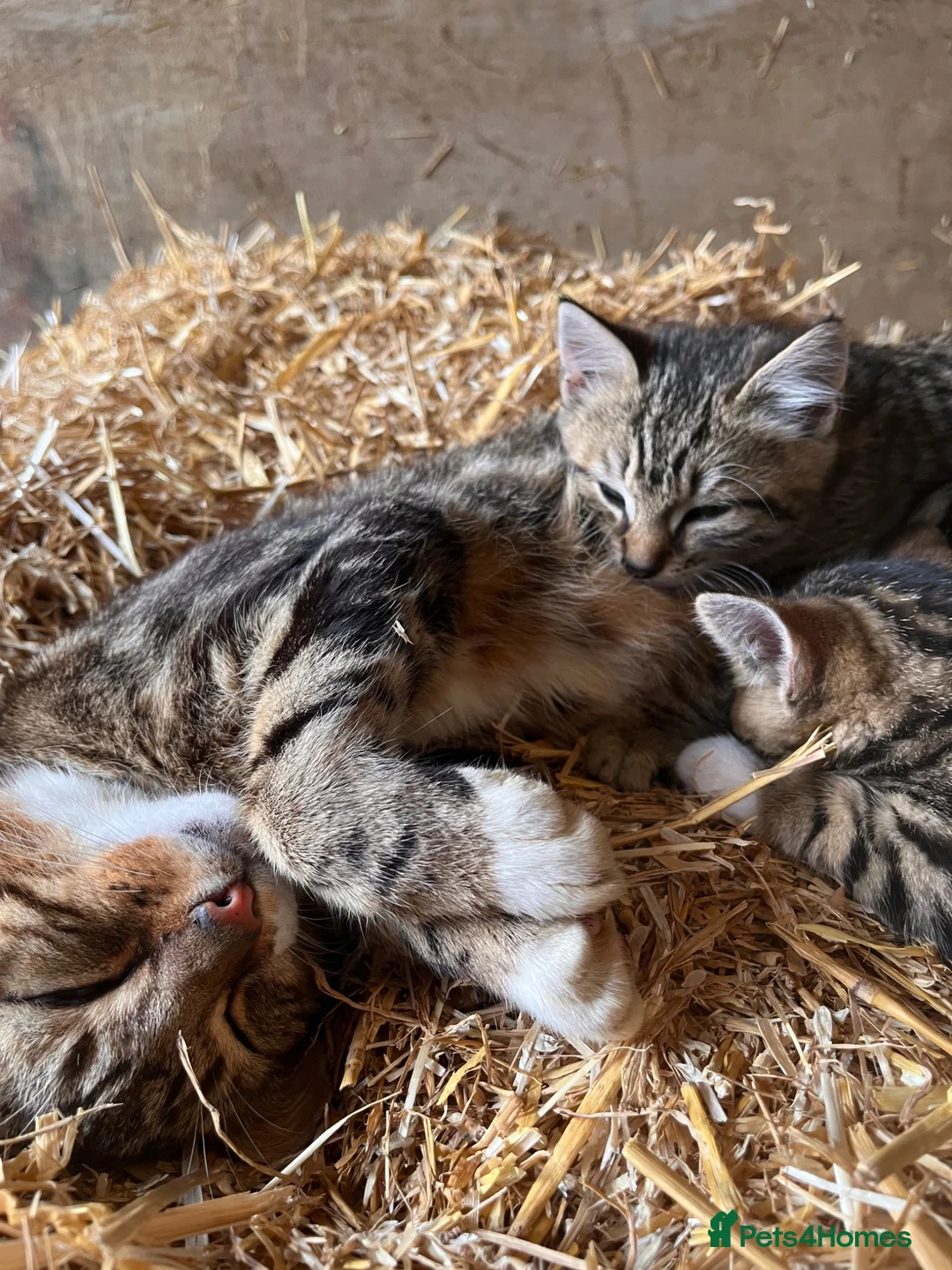 Mixed Breed cats for sale: 4 fun and inquisitive kittens - Advert 1