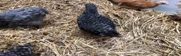 Chickens poultry for sale: Happy healthy pullets. - Advert 5