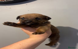 Mixed Breed dogs for sale: Boxwillers - Image 35