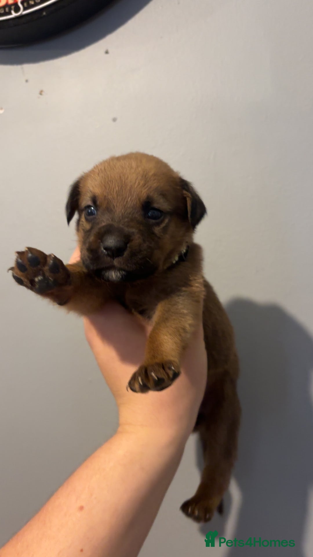 Mixed Breed dogs for sale: Boxwillers - Image 35