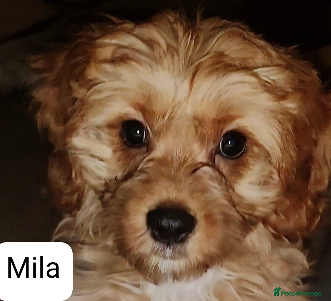 Cavapoo dogs for sale: Miniature Cavapoo Puppies – Home Reared !!! - Advert 18