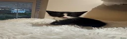 Mixed Breed cats for sale: Beautiful kittens looking for forever homes - Advert 35