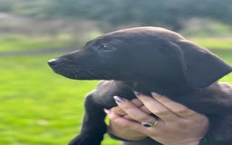 Labrador Retriever dogs for sale: FULLY HEALTH TESTED PARENTS,Smart,Tidy Lab Puppies - Image 4
