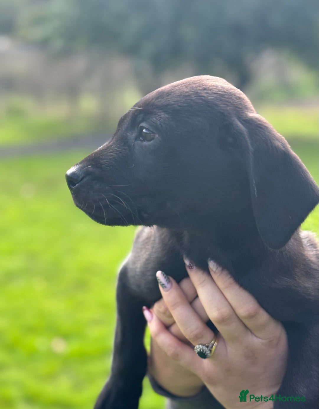 Labrador Retriever dogs for sale: FULLY HEALTH TESTED PARENTS,Smart,Tidy Lab Puppies - Image 4