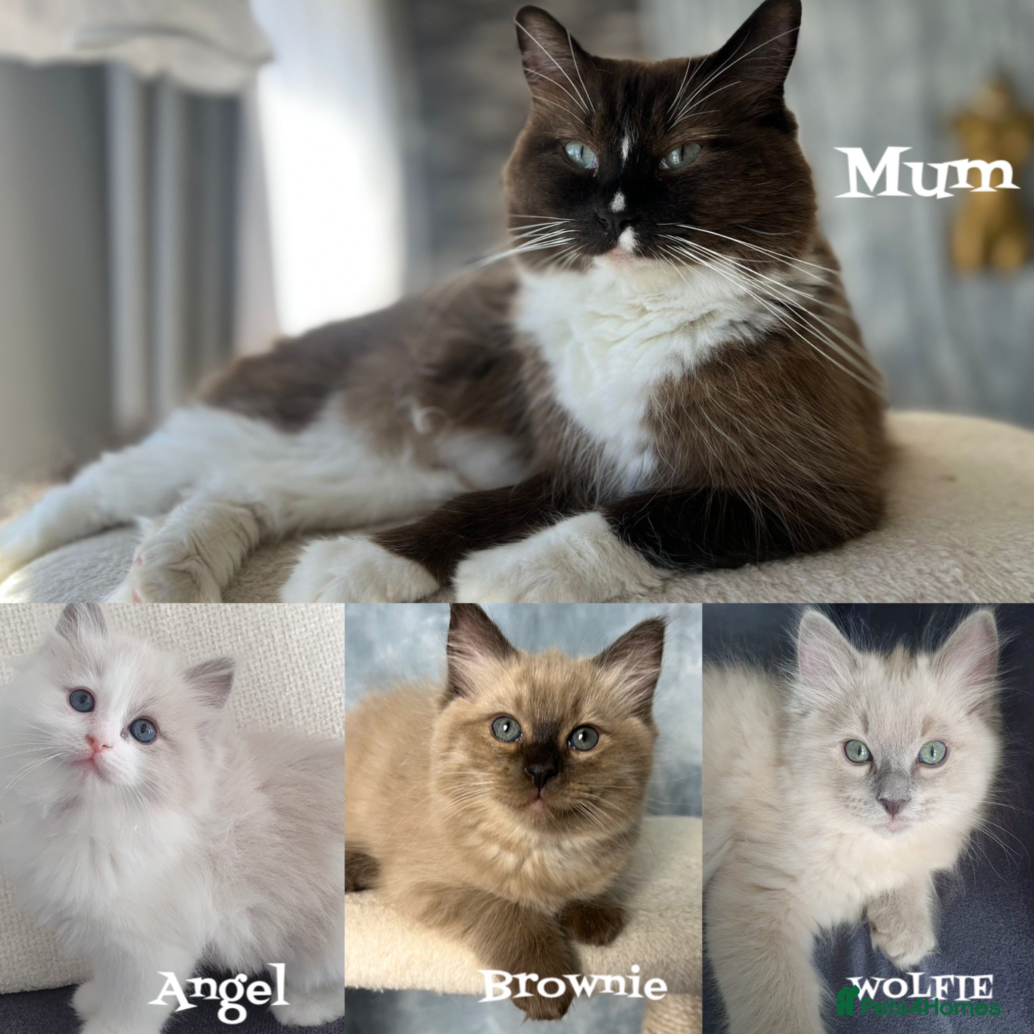Ragdoll cats Reduced! Mink Sepia green-eyed Ragdoll Kittens - Advert 6