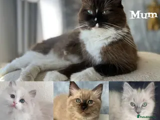 Ragdoll cats Reduced! Mink Sepia green-eyed Ragdoll Kittens - Advert 3