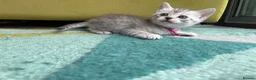British Shorthair cats for sale: 4 beautiful British shorthair mixes.  - Advert 12